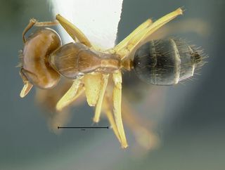 Camponotus irritans pallidus, major, top