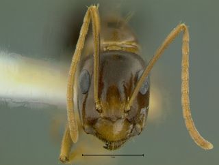 Camponotus irritans pallidus, minor, head