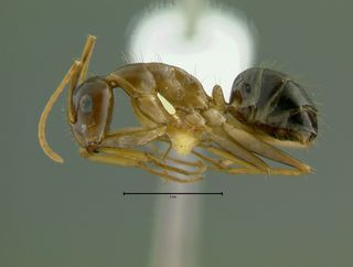 Camponotus irritans pallidus, minor, side