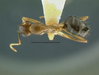 Camponotus irritans pallidus, minor, top