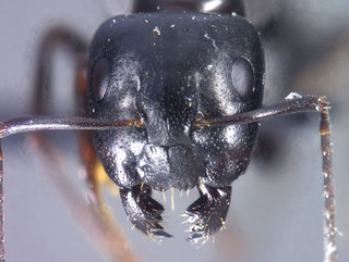 Camponotus nearcticus, head