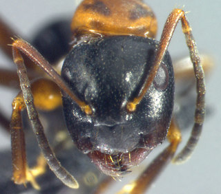 Camponotus nearcticus, worker, head
