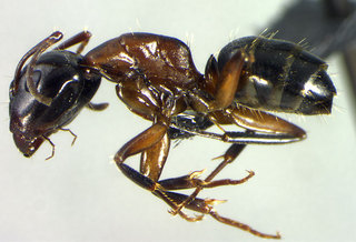 Camponotus nearcticus, worker, side