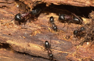 Camponotus noveboracensis, field