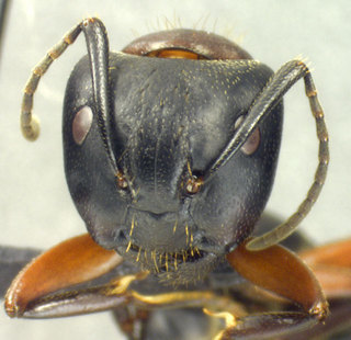 Camponotus noveboracensis, head