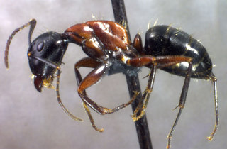 Camponotus noveboracensis, side