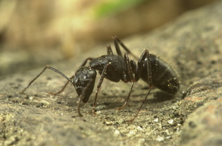 Camponotus pennsylvanicus, field