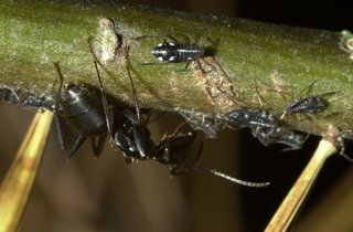 Camponotus pennsylvanicus, field with aphids
