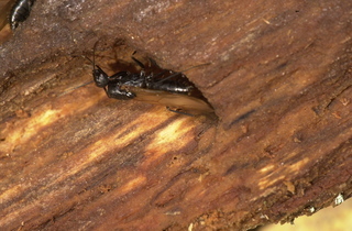 Camponotus pennsylvanicus, queen