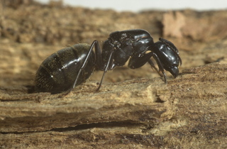 Camponotus pennsylvanicus, queen, side