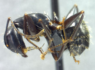 Camponotus pennsylvanicus, worker, side