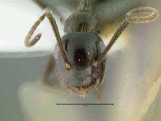 Camponotus vitreus, head