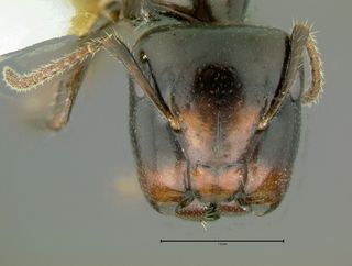 Camponotus vitreus, head