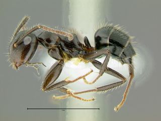 Camponotus vitreus, side