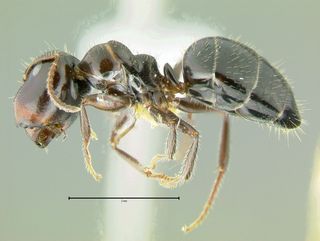 Camponotus vitreus, side
