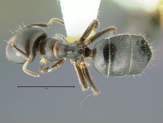 Camponotus vitreus, top