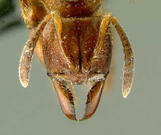 Centromyrmex feae, head