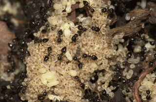 Crematogaster cerasi, workers and larvae