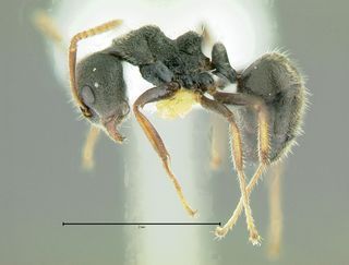 Dolichoderus thoracicus, side