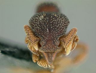 Eurhopalothrix philippina, head