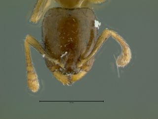 Gauromyrmex acanthina, head