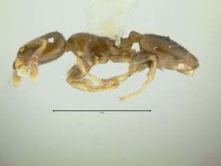 Gauromyrmex acanthina, side