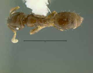 Gauromyrmex acanthina, top