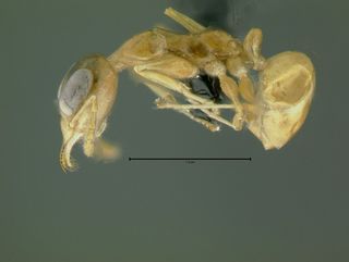 Gesomyrmex luzonensis, worker, side
