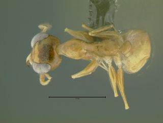 Gesomyrmex luzonensis, worker, top