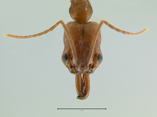 Odontomachus relictus, head
