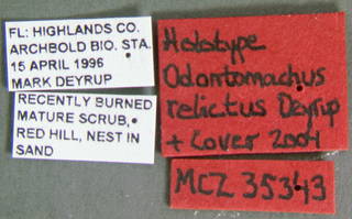 Odontomachus relictus, label