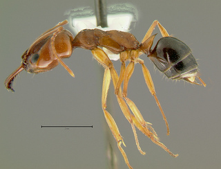 Odontomachus relictus, side