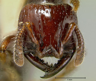 Myopopone castanea, head