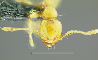Pheidologeton maccus, head