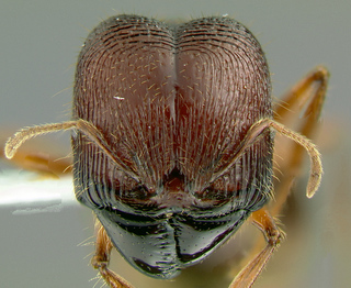 Pheidologeton maccus, head