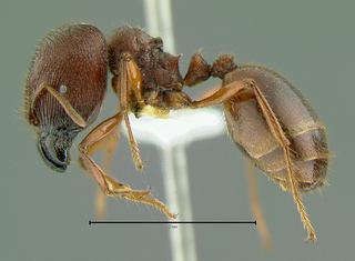 Pheidologeton maccus, side