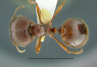 Pheidologeton maccus, top
