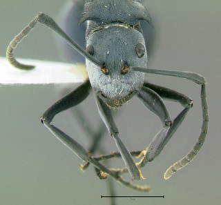 Polyrhachis cyaniventris, head