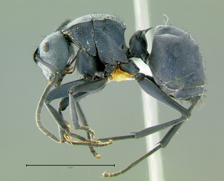 Polyrhachis cyaniventris, side