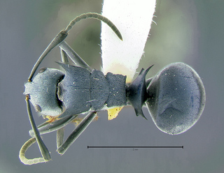 Polyrhachis cyaniventris, top