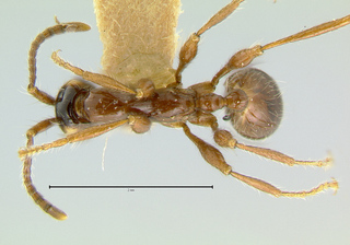 Aenictus alticola, top