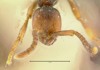 Aenictus aratus, holotype, head