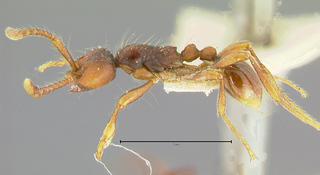 Aenictus aratus, holotype, side