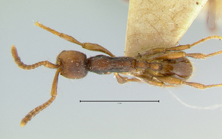 Aenictus aratus, holotype, top