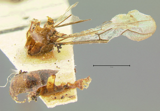 Aenictus bakeri, holotype, side