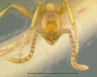 Aenictus camposi, holotype, head