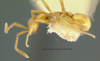 Aenictus camposi, holotype, side