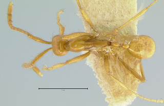 Aenictus camposi, holotype, top