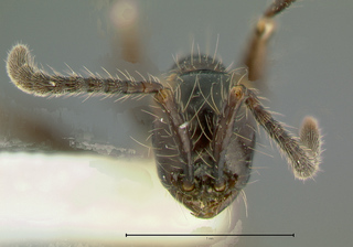 Aenictus gracilis, head