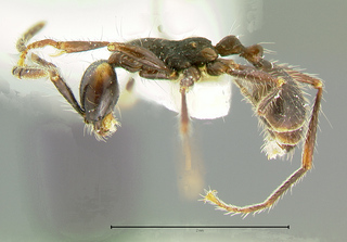 Aenictus gracilis, side